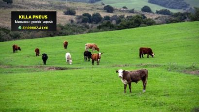 PRODUTORES RURAIS DO RS DEVEM FAZER DECLARAÇÃO ANUAL DE REBANHO ATÉ 30 DE JUNHO