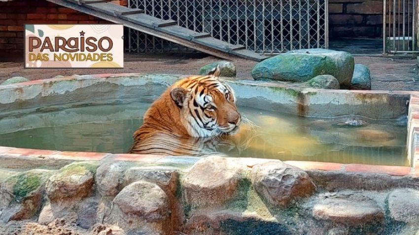Zoológico de Sapucaia do Sul reabre dia 31 com entrada gratuita após fim da Influenza Aviária