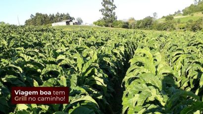 Projeto de Lei propõe valorização da fumicultura em Camaquã; votação será na segunda (4)