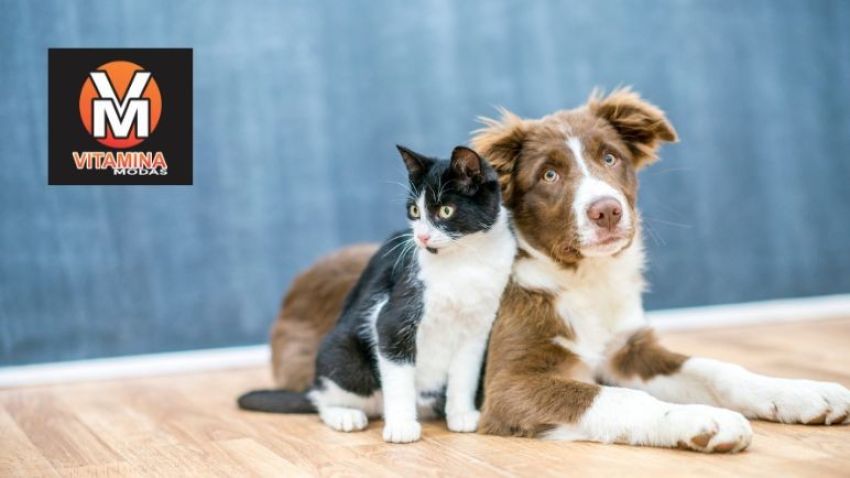 Cristal abre inscrições para castração gratuita de pets: veja quem pode participar e como agendar