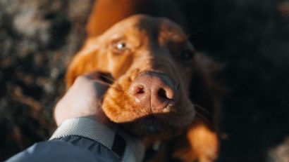 Projeto de lei em Camaquã propõe permitir sepultamento de animais de estimação em jazigos familiares
