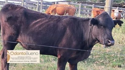 Polícia Civil de Camaquã encontra novilha da raça Angus e busca identificar o dono