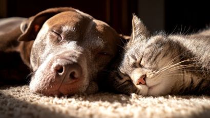 Camaquã abre inscrições para castração gratuita de cães e gatos com microchipagem