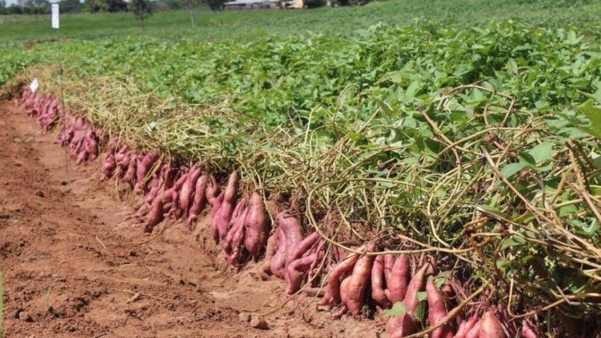 REGIÃO QUER TER A CAPITAL DA BATATA DOCE