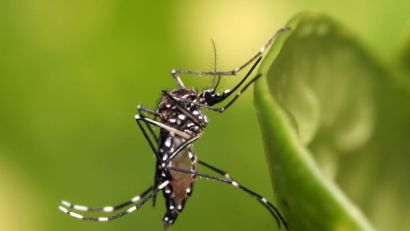 DENGUE APRESENTA TAXA DE INCIDÊNCIA ELEVADA EM SÃO LOURENÇO DO SUL