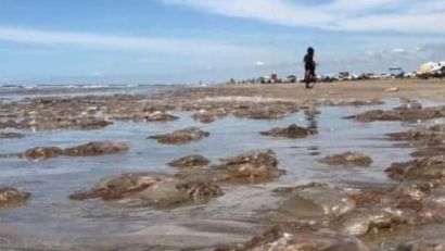 MILHARES DE ÁGUAS-VIVAS APARECEM NA ORLA DA PRAIA DO CASSINO EM RIO GRANDE
