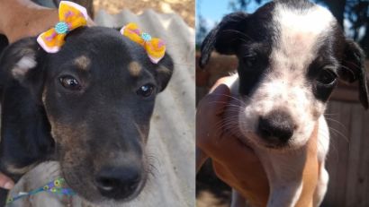 FEIRA DE DOAÇÃO DE CÃES ACONTECE NESTE SÁBADO (6) EM SÃO LOURENÇO DO SUL