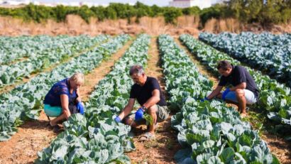 PLANO SAFRA TERÁ R$ 476,5 MILHÕES E MAIS 76 BILHÕES PARA AGRICULTURA FAMILIAR
