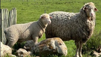 NOVAS RAÇAS DE OVINOS E DE EQUÍDEOS PARTICIPAM DA EXPOINTER PELA PRIMEIRA VEZ