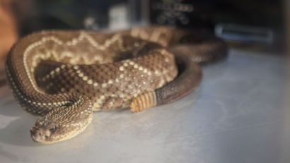 CIT FAZ ALERTA SOBRE RISCOS DE ANIMAIS PEÇONHENTOS NA PROPRIEDADE RURAL DURANTE A EXPOINTER