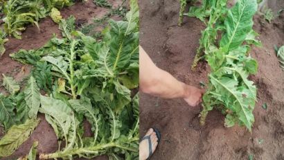 TEMPORAL ATINGE SÃO LOURENÇO DO SUL APÓS DIA DE CALOR INTENSO