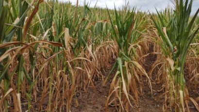 SÃO LOURENÇO DO SUL DECRETA SITUAÇÃO DE EMERGÊNCIA DEVIDO À ESTIAGEM